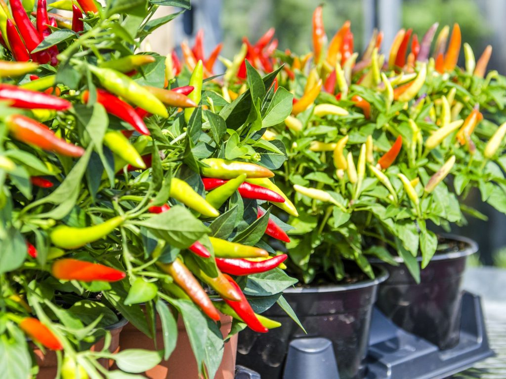 Growing peppers indoors with deals grow lights