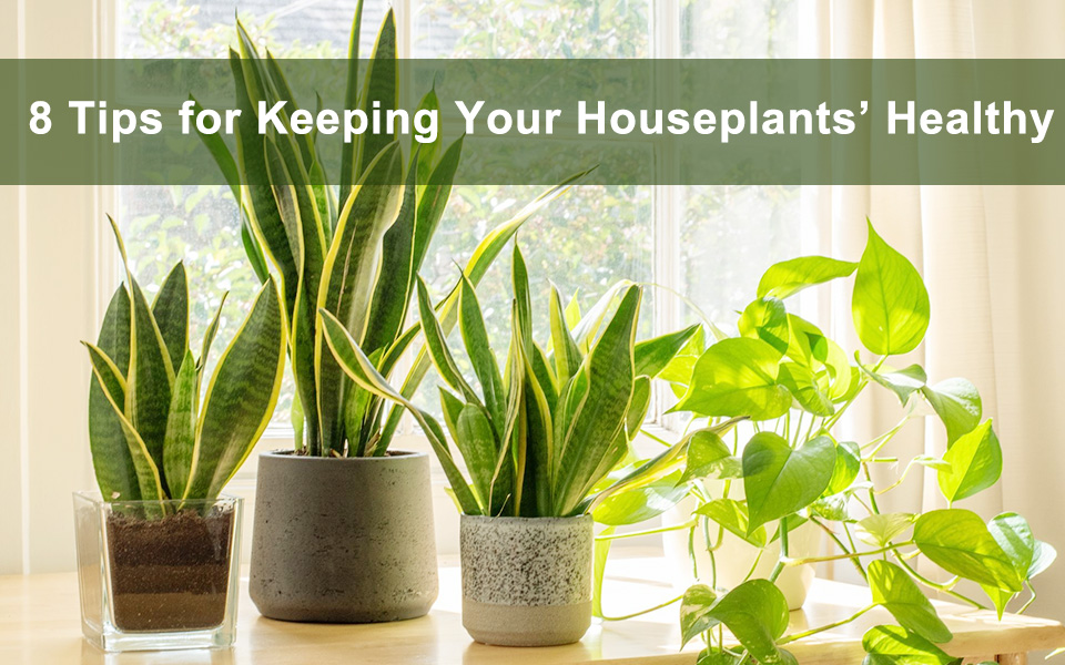 Tips for your houseplants