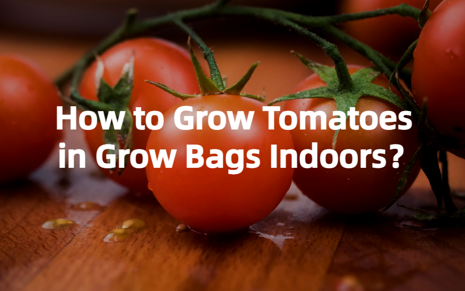 how to grow tomatoes in grow bags