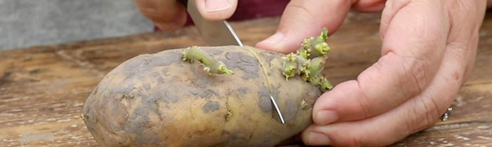prepare seed potato