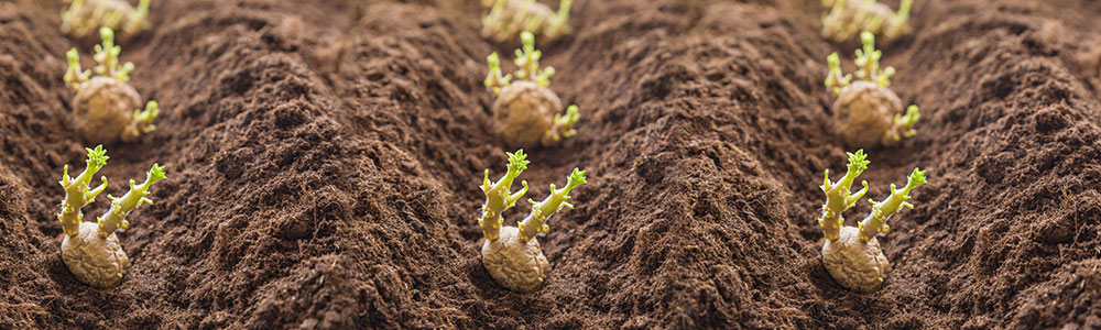plant the seed potato