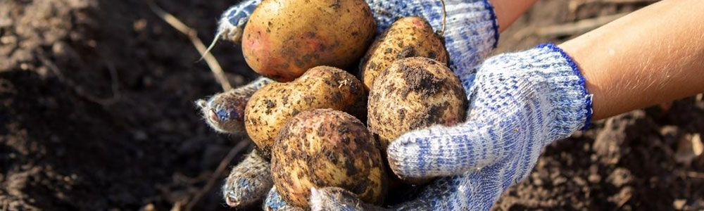 harvest your potatoes