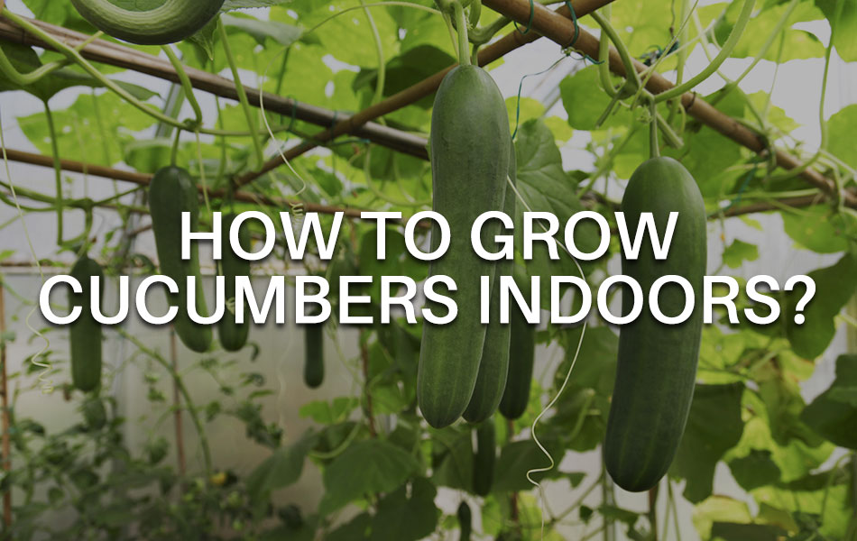 How to grow cucumbers indoors?