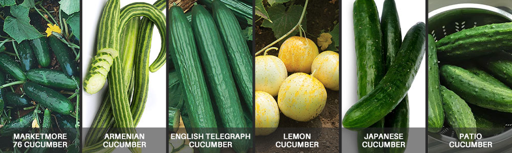 the best and most popular cucumber seeds to grow
