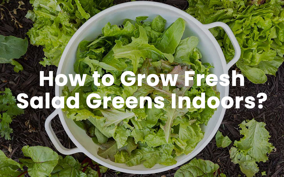Salad Greens: How to Grow It