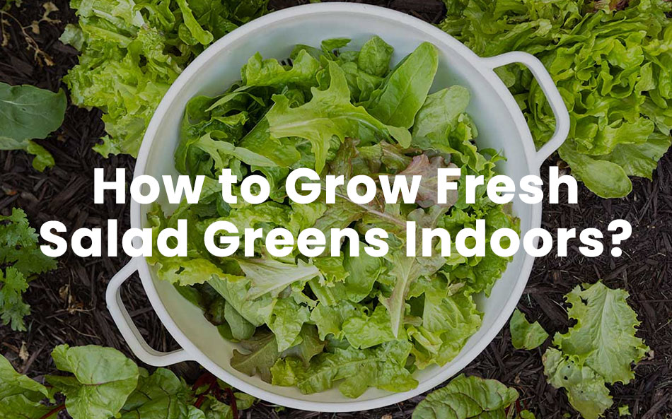 The Ultimate Guide To Lettuce and Salad Green Varieties