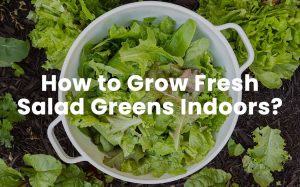how to grow fresh salad greens indoors