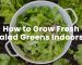 how to grow fresh salad greens indoors