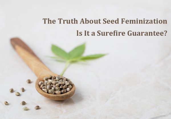 The Truth About Seed Feminization: Is It a Surefire Guarantee?