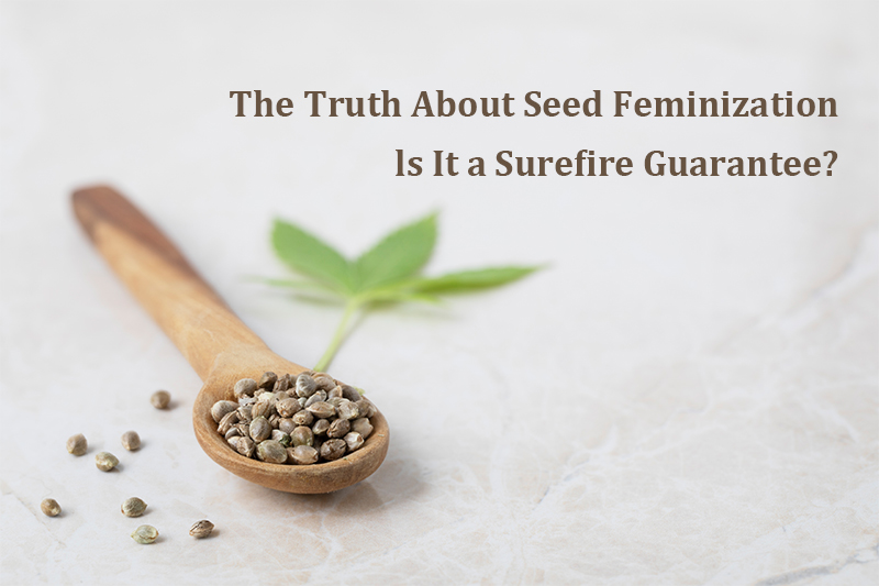 The Truth About Seed Feminization: Is It a Surefire Guarantee?