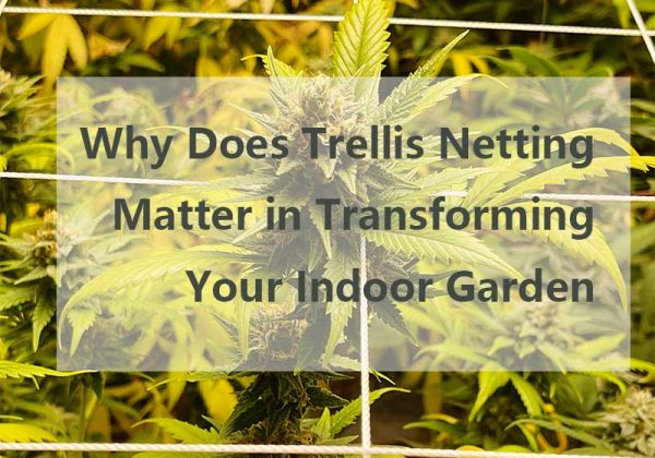 Why Does Trellis Netting Matter in Transforming Your Indoor Garden