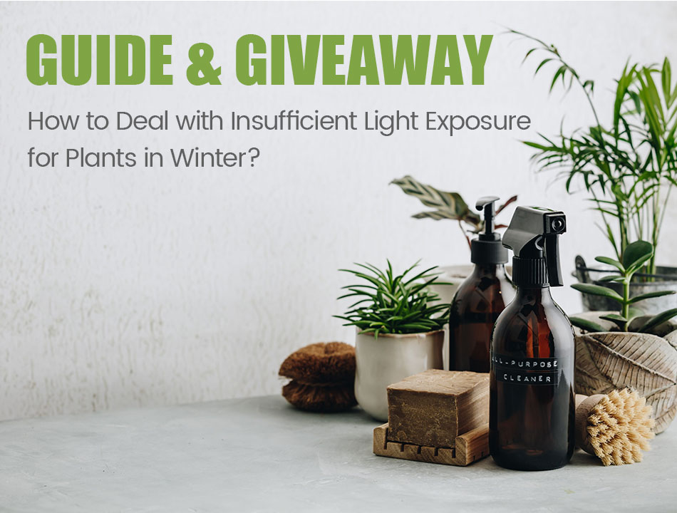 How to Deal with Insufficient Light Exposure for Plants in Winter?