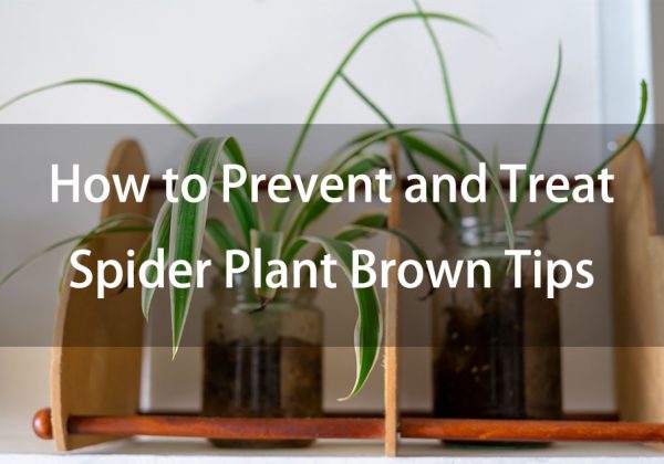 How to Prevent and Treat Spider Plant Brown Tips