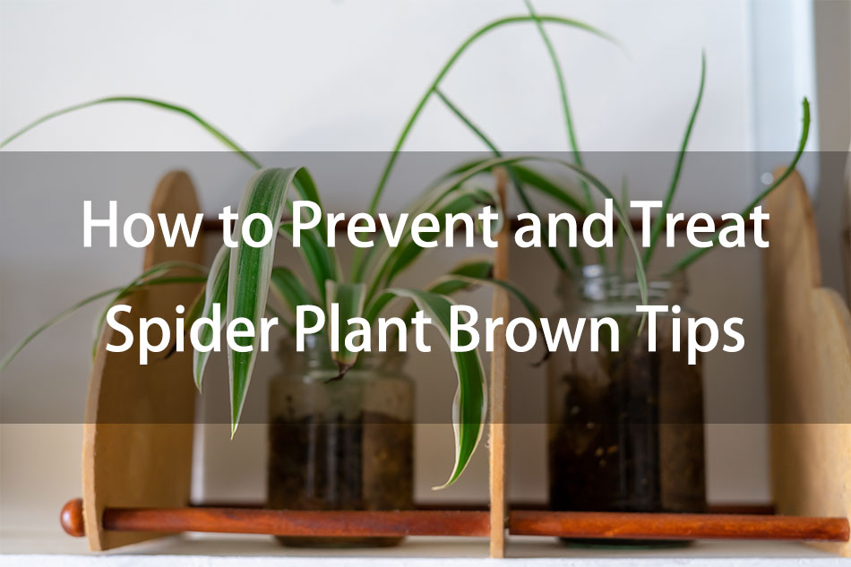 How to Prevent and Treat Spider Plant Brown Tips