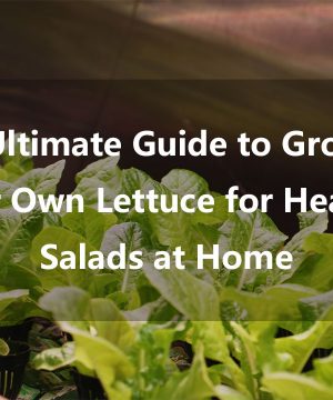The Ultimate Guide to Growing Your Own Lettuce for Healthy Salads at Home
