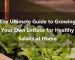 The Ultimate Guide to Growing Your Own Lettuce for Healthy Salads at Home