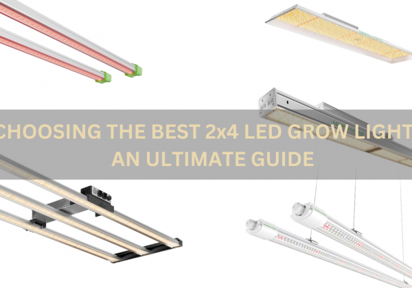 Choosing the Best 2x4 LED Grow Light: An Ultimate Guide