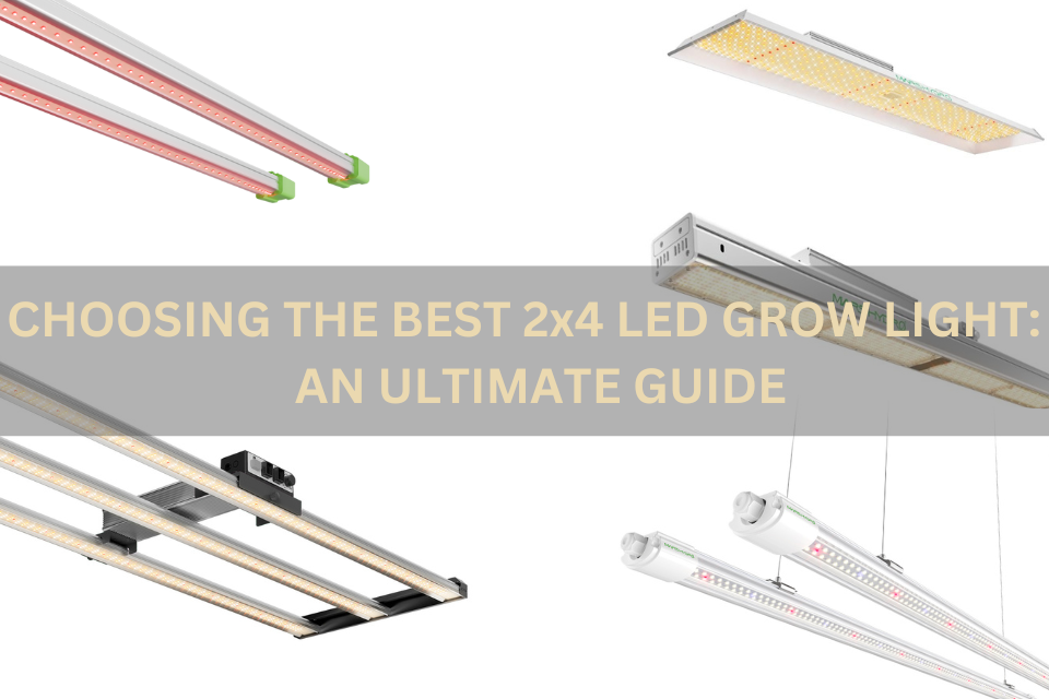 Choosing the Best 2x4 LED Grow Light: An Ultimate Guide