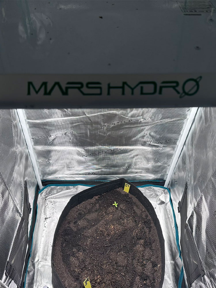 ts600 grow