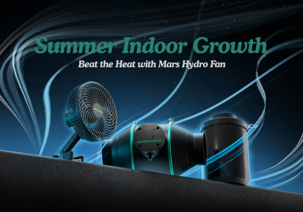 Summer indoor growth