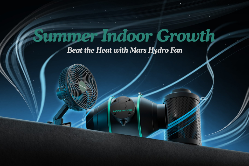 Summer indoor growth